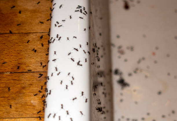 Best Pest Inspection Near Me  in Preston, ID